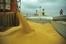 Em relação a junho deste ano, produção cresceu 1,8 milhão de toneladas e a área, 74,5 mil hectares