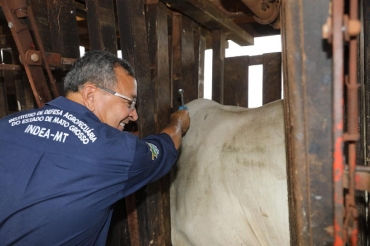 ltima vacinao contra febre aftosa - Foto: Assessoria