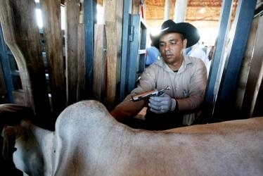 Lojas agropecurias  j comearam a comercializar a vacina contra a febre aftosa