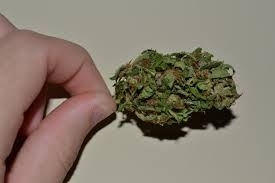 A proposta de descriminalizar o uso da maconha foi protocolada virtualmente no dia 30 de janeiro