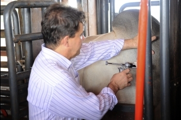 Vacinao contra febre aftosa
