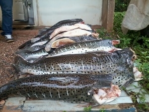 Apreenso de pescado irregular representa uma das maiores apreenses da Grande Cuiab