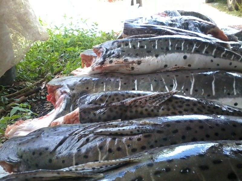 Pescado apreendido com comerciante no Grande Terceiro.