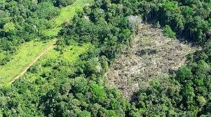 Recuo no desmatamento de 477,2 Km, para 267,9 Km