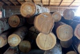 Madeira ilegal apreendida pela fiscalizao da Sema nas regies Norte e Nordeste do Estado