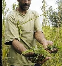 Plantao de Maconha