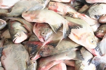 O projeto Peixe Santo foi criado em 1991 com o objetivo de fomentar a comercialização de peixes criados em viveiros.