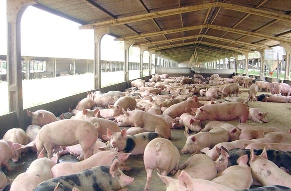 Depois do bom momento das vendas da carne suna no final de 2010, a situao se inverteu para o setor.
