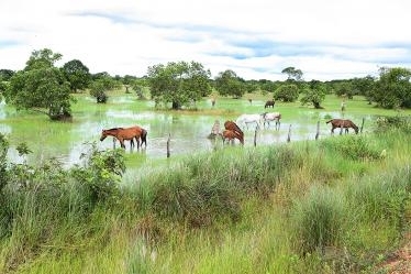 Cavalo Pantaneiro, em Pocon