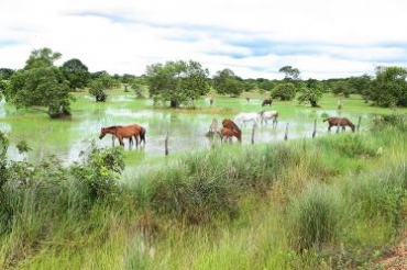 Cavalo Pantaneiro, em Pocon