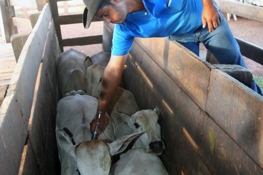 vacinados os animais de todas as idades, j que na etapa de maio foram vacinados 11.557.116.