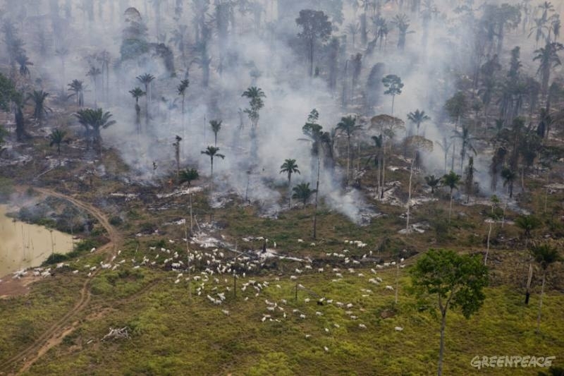 Estiagem longa, baixa umidade relativa do ar e os incndios florestais so alguns efeitos  das mudanas climticas