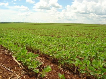 Durante o evento será possível ainda ampliar a discussão sobre a evolução e direcionamento da área de fitopatologia
