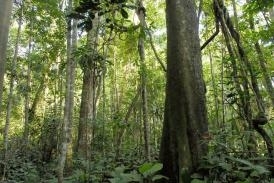 Hummel explica que as informaes coletadas por satlite vo se somar ao trabalho de campo
