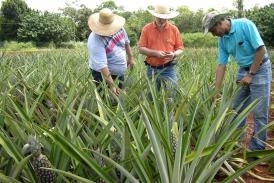 Projeto de Pesquisa analisa comportamento de cultivares de abacaxizeiros em Tangar da Serra, Mato Grosso