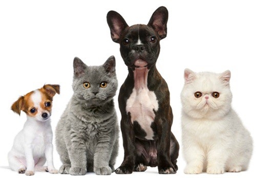 Neste ano, a meta do Municpio  vacinar 42 mil animais entre ces e gatos