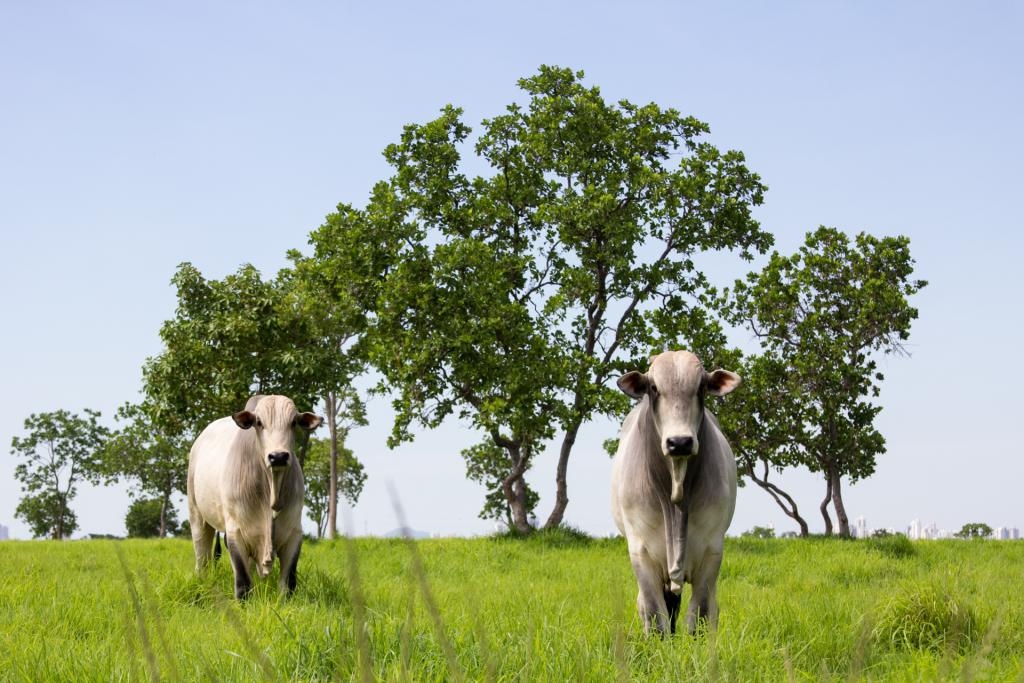 Os principais setores econmicos do estado, como a criao bovina, sero abordados no encontro