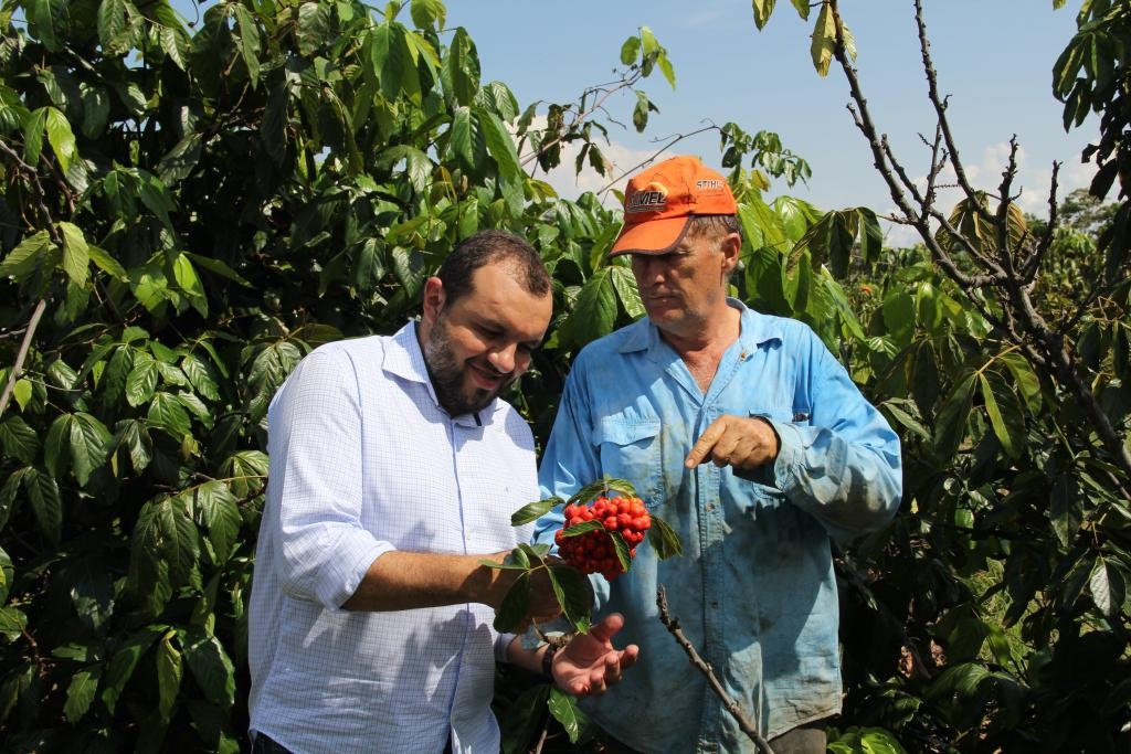 Produo de guaran em Nova Santa Helena, norte de MT