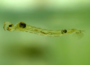 Larva de Chaoborus sp: estudo aponta que larva é responsável por produção de gases de efeito estufa