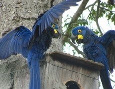 Ararinha-azul teve populao dizimada, sobretudo, devido ao trfico de animais