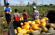 Ao todo, 11 projetos de comunidades indgenas foram contratados