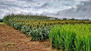 Campo experimental da Embrapa RO