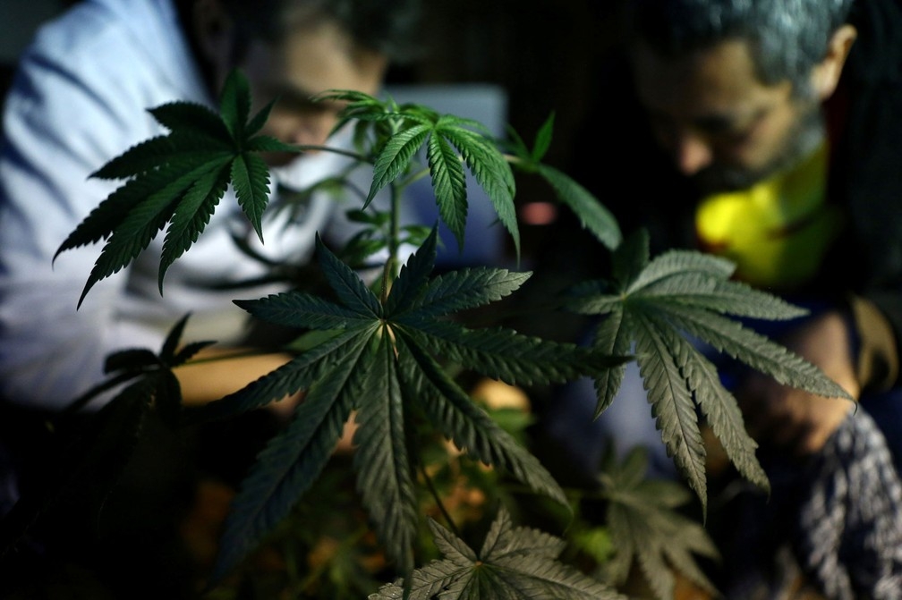 Maconha é cultivada em fundação em Santiago, no Chile. Estudo avaliou que canabidiol é eficaz contra forma rara de epilepsia