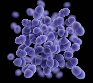Imagem gerada por computador em 3D mostra aglomerado de bactéria Enterococcus resistente à vancomicina