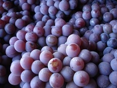 Consumo de uva e derivados, como suco e vinho, foram objeto de pesquisas divulgadas em simpósio no RS