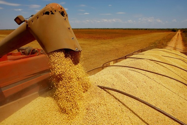 Safra de gros  recorde em 2017