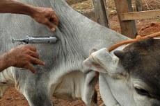 Brasil  um Pas livre da febre aftosa com a vacinao