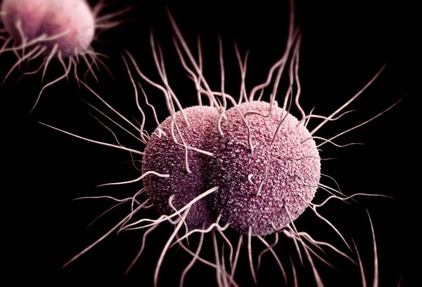 Ilustração mostra imagem tridimensional gerada por computador de bactérias Neisseria gonorrhoeae resistentes a antibiótico
