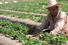 Produtores rurais começam a tomar os recursos para a safra 2017/2018