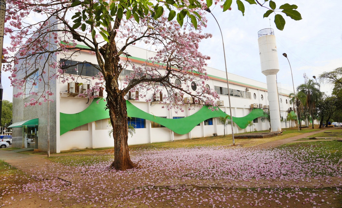As árvores de ipês são consideradas de grande porte e entre os meses de julho e setembro perdem todas as folhas e ficam cobertas pelas flores