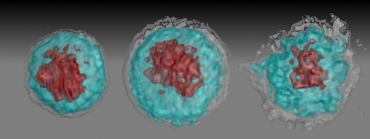 Imagem de autores do estudo mostra interação do vírus zika com glóbulos brancos