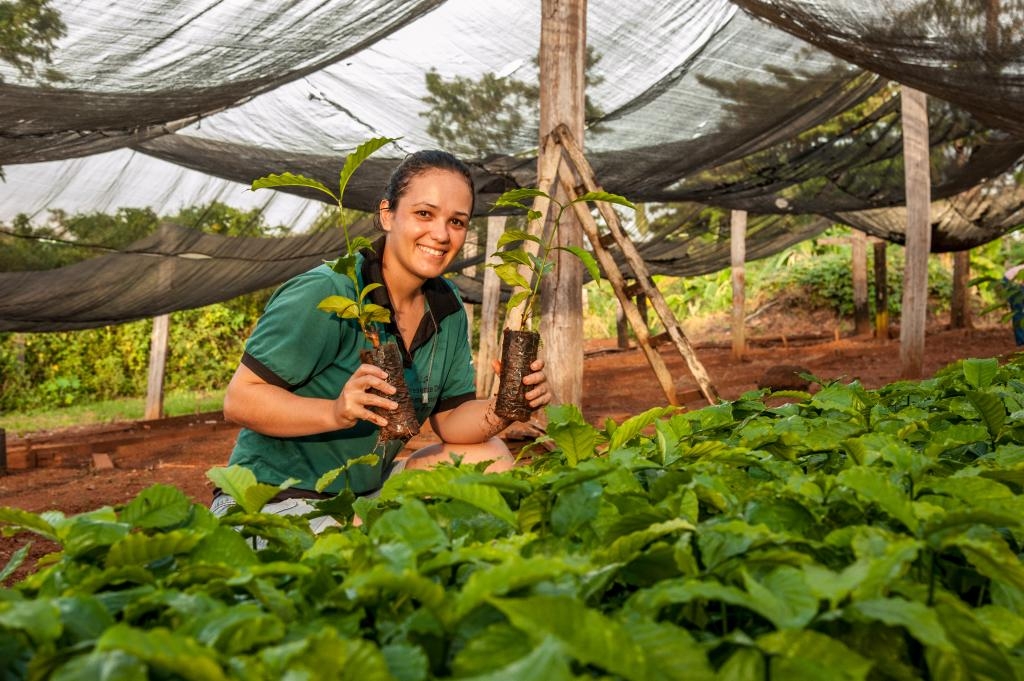 Cafeicultura em Juna