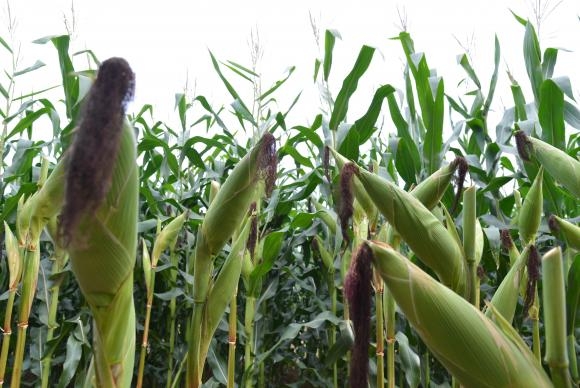 Censo Agropecurio de 2017 vai pesquisar mais de 5 milhes de propriedades