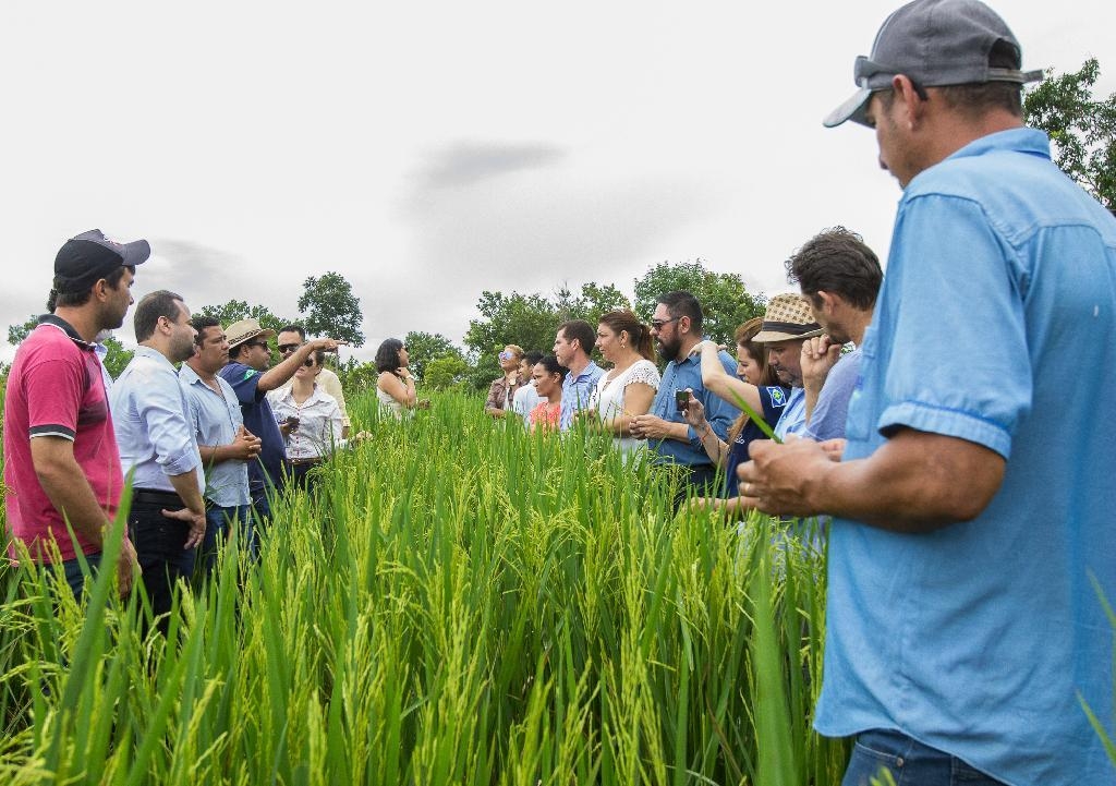 Famlias do assentamento Forquilhas do Manso esto cultivando arroz com ajuda do Desenvolve MT e da Seaf