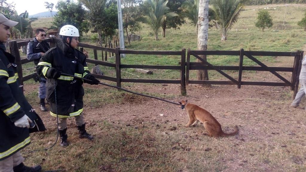 O animal est fraco, debilitado e com carrapatos