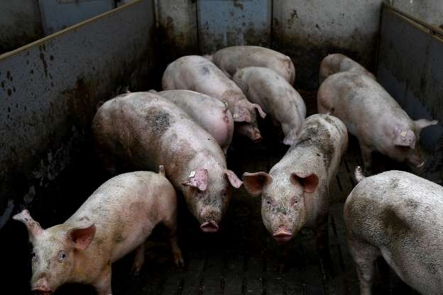 © Fornecido por AFP - Porcos em seu chiqueiro em uma fazenda de Goudelin no oeste da França em 13 de fevereiro