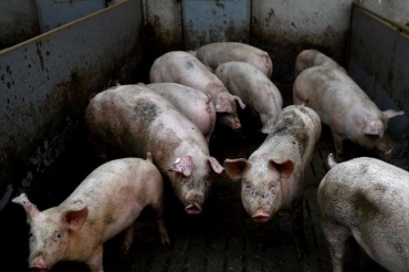 © Fornecido por AFP - Porcos em seu chiqueiro em uma fazenda de Goudelin no oeste da França em 13 de fevereiro