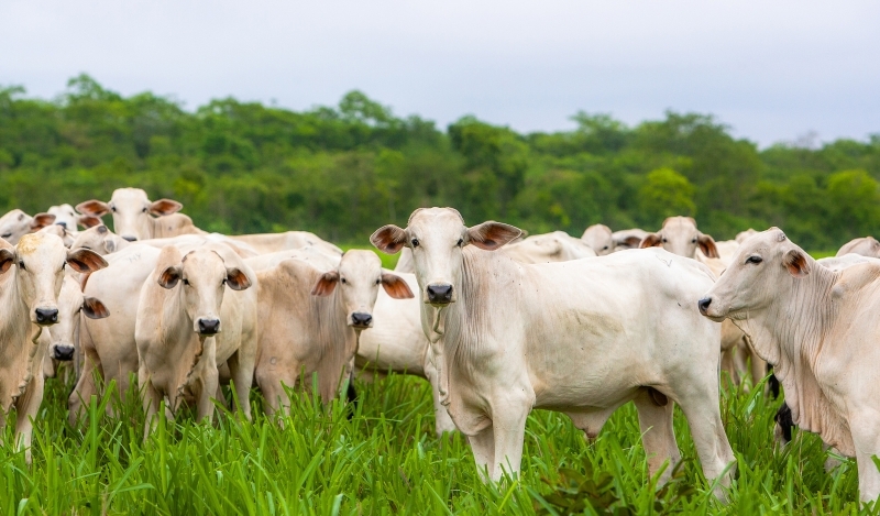 Mato Grosso alcanou 29,2 milhes de cabeas