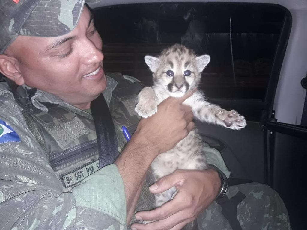 Filhote de ona foi resgatado em Jaciara - Foto: PMMT
