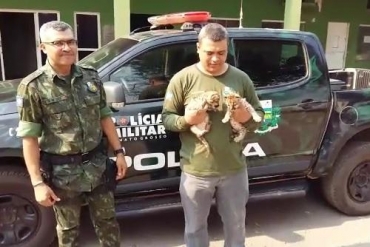 Filhote de ona foi resgatado em Jaciara - Foto: PMMT