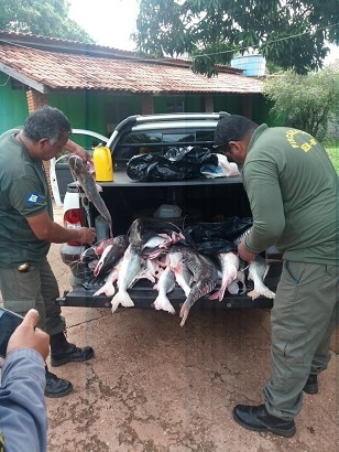 Duas operações realizadas em Santo Antônio resultaram na apreensão de 112 quilos de pescado ilegal - Foto: Sema-MT