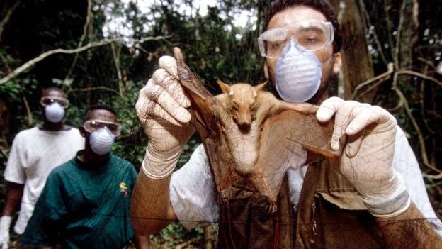  BBC - 'Novas doenas surgem na populao humana provavelmente trs a quatro vezes por ano', disse Fevre.