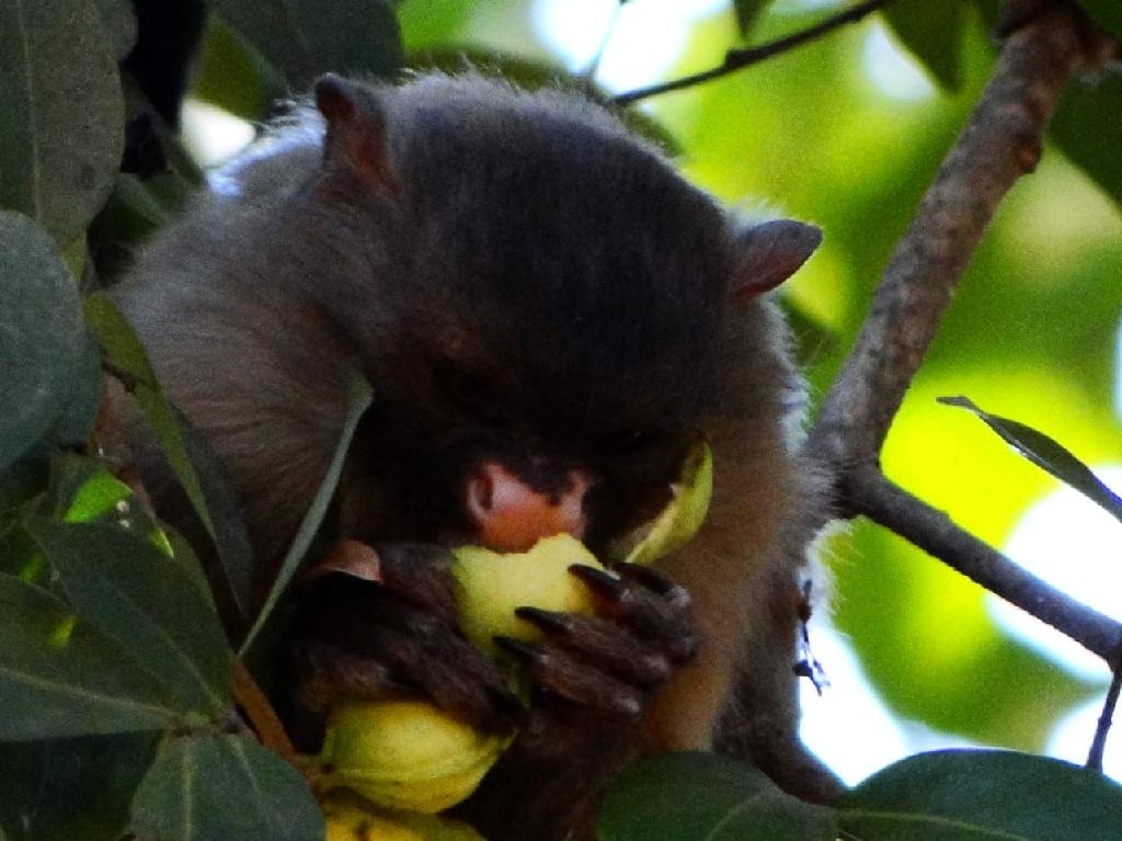 Animais no Parque Me Bonifcia - Foto: Christiano Justino/ Sema