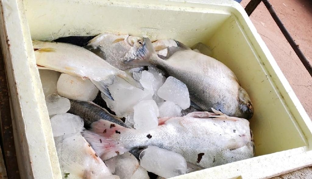 Peixes apreendidos em Alta Floresta - Foto: Divulgao