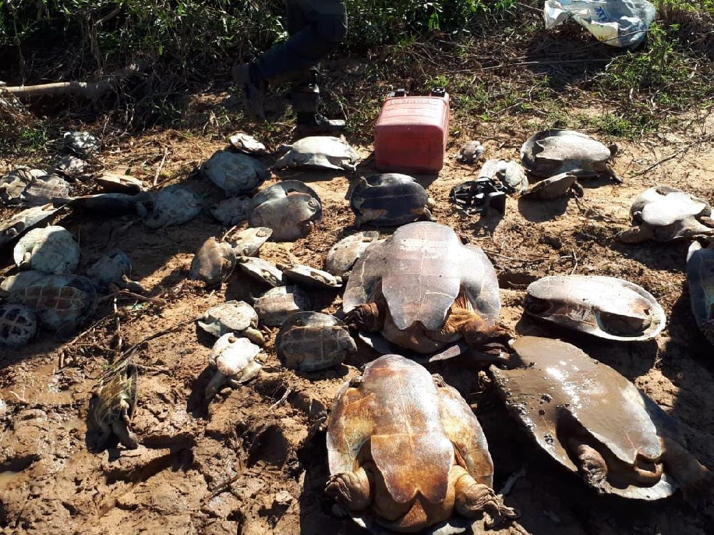 Apreenso de tartarugas no Araguaia - Foto: Assessoria