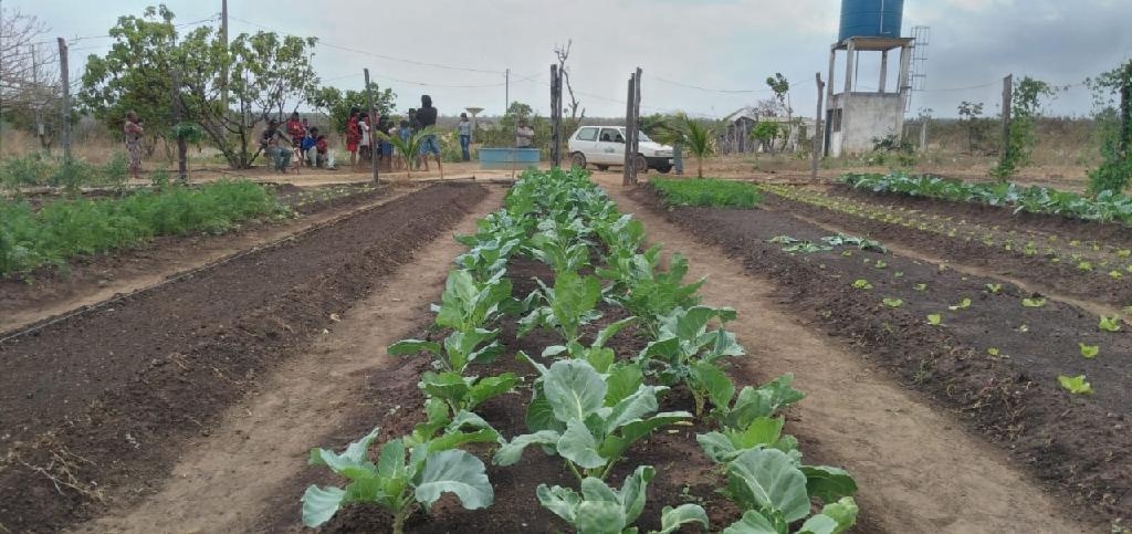 São consumidos alface, rúcula, tomate, couve, cenoura, beterraba, cebolinha, mandioca, abóbora e pepino - Foto: Empaer